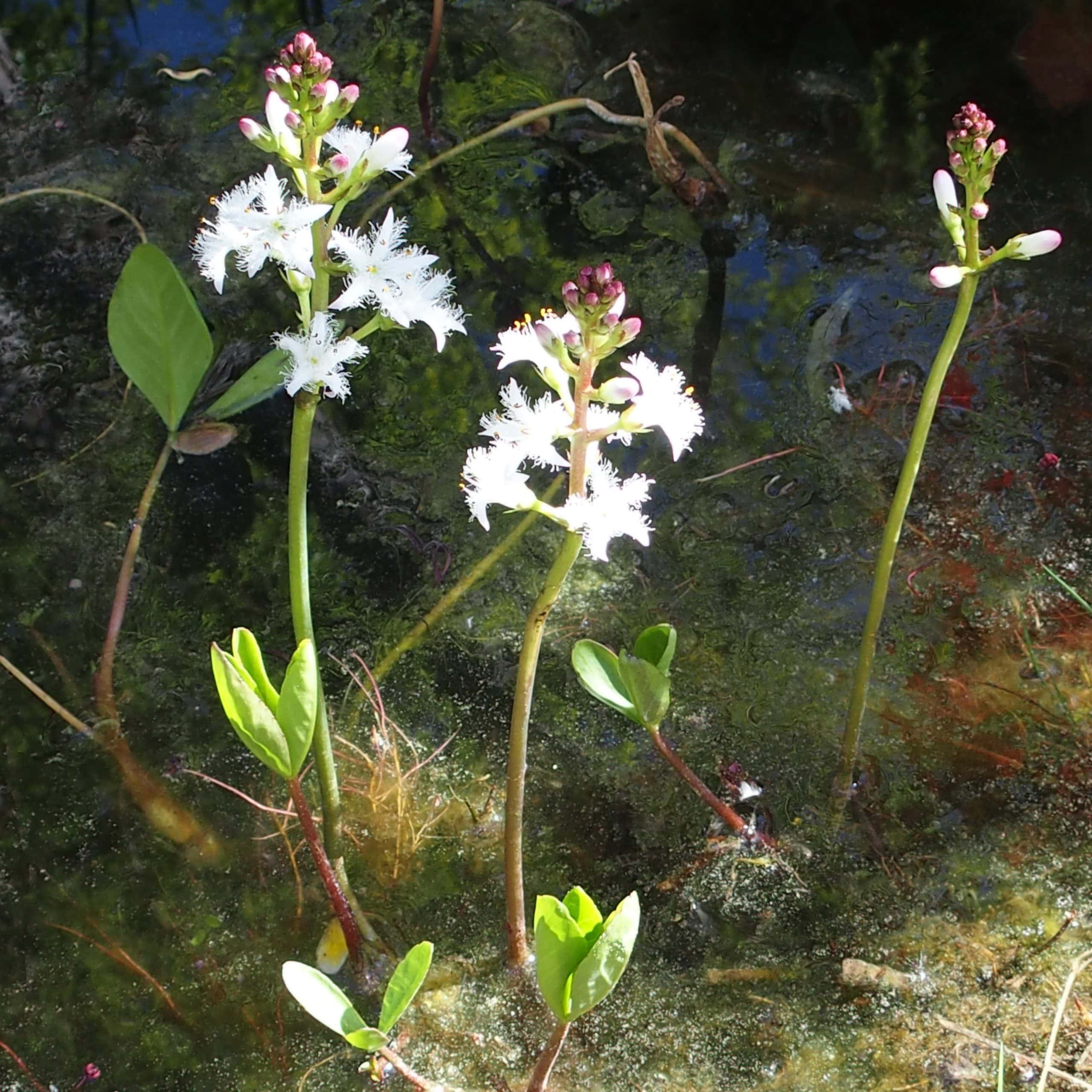 Pflanzen im Gartenteich