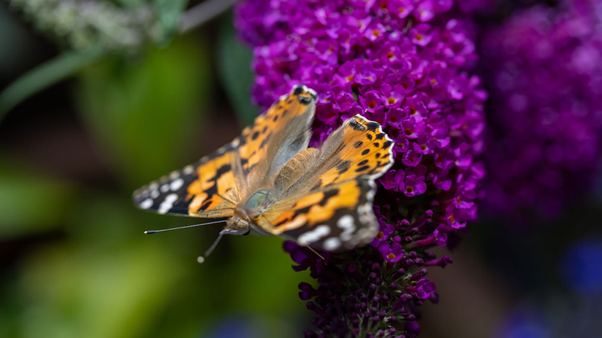 Schmetterling-2022-07-08-3032-web