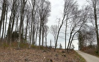 Waldstück bei Steinebach