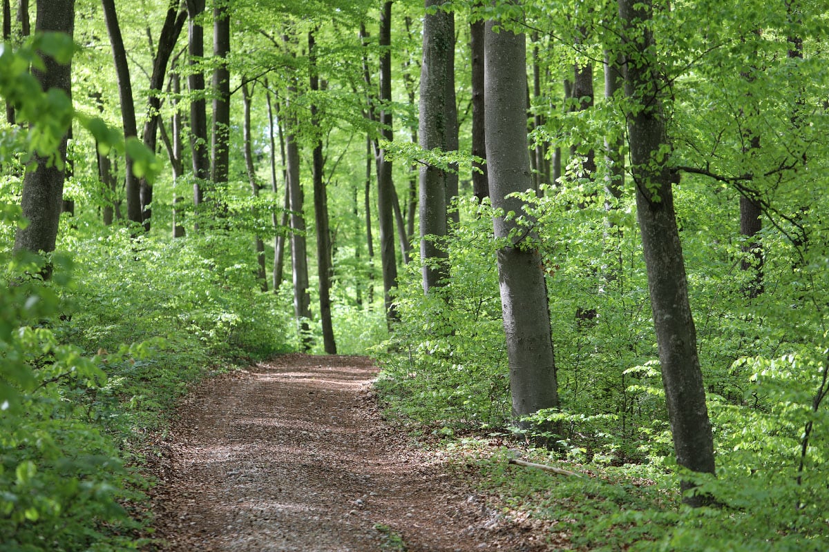 Waldweg Waldweg