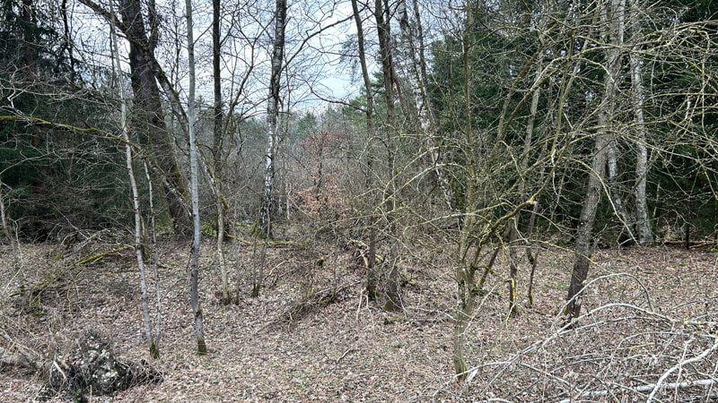 Moor Wörthsee verbuscht