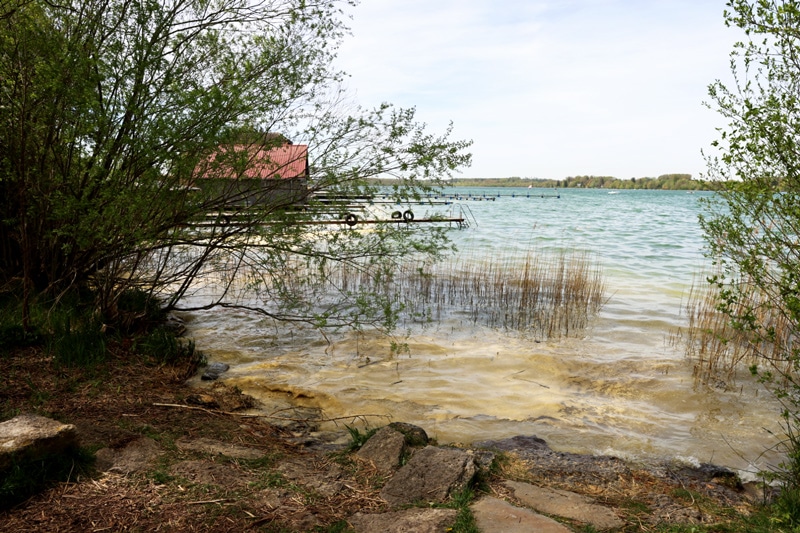 Schilf-Wörthsee-026A2294 Schilf gemäht in Wörthsee