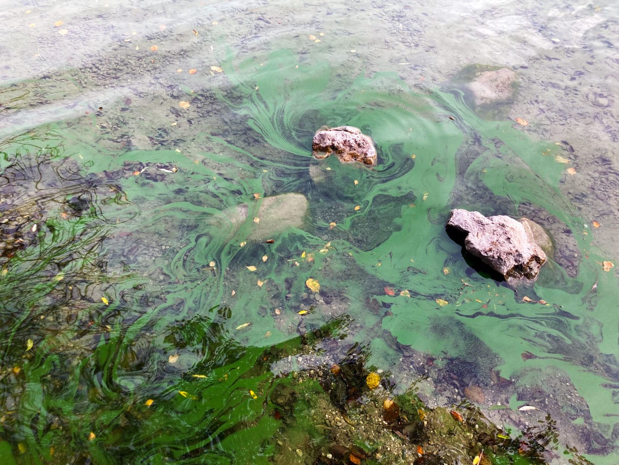 Blaualgen-woerthsee-IMG_7727
