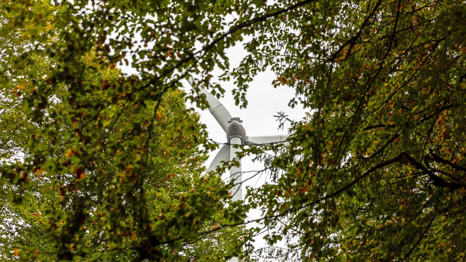 Windrad-im-Wald-026A4709-169